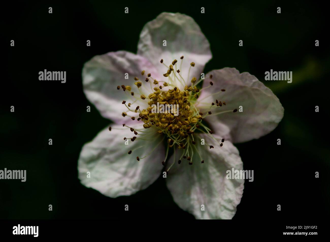 A blackberry blossom, Rubus armeniacus Stock Photo