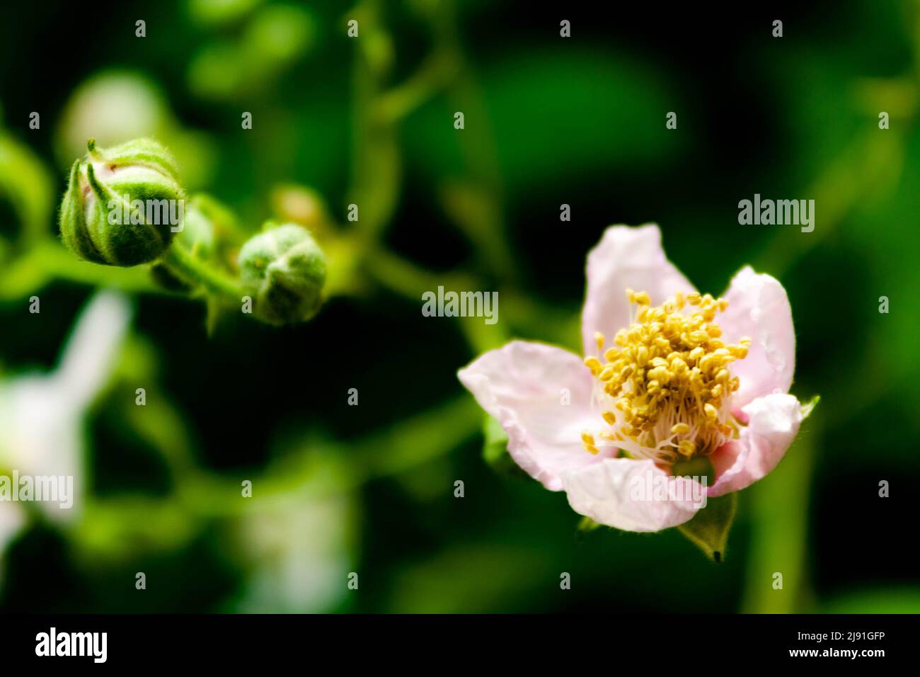 Blackberry blossoms Stock Photo