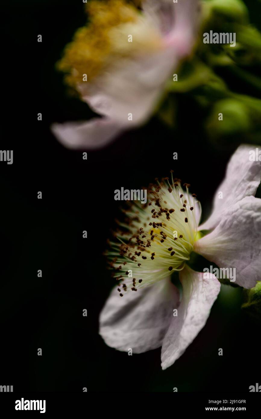 Blackberry blossoms Stock Photo