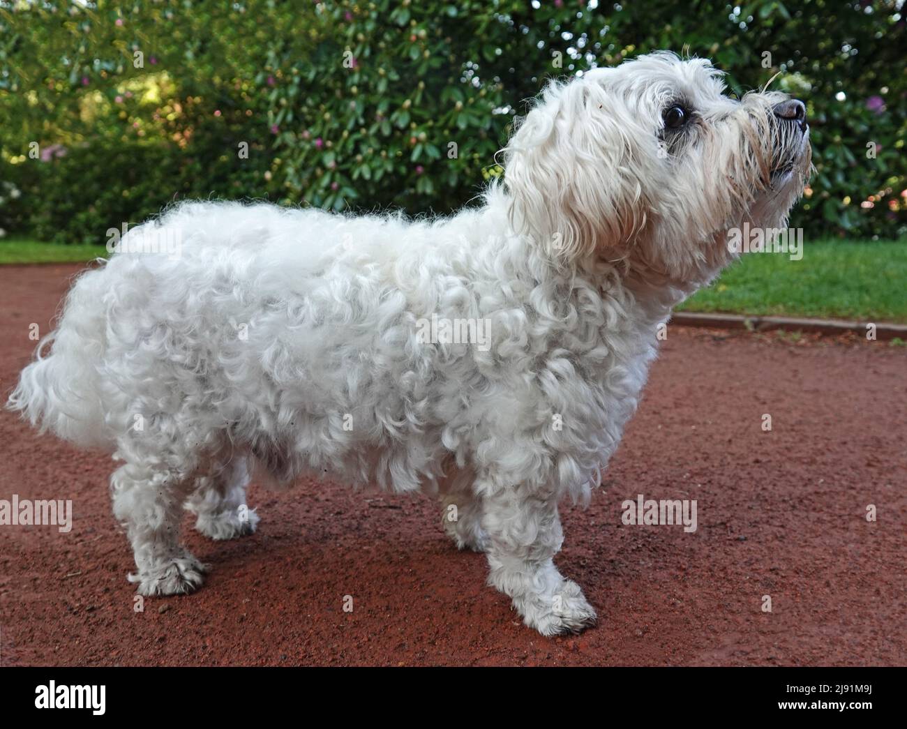 A listening small white dog. It's insecure what it should do. It's a lap dog. Stock Photo