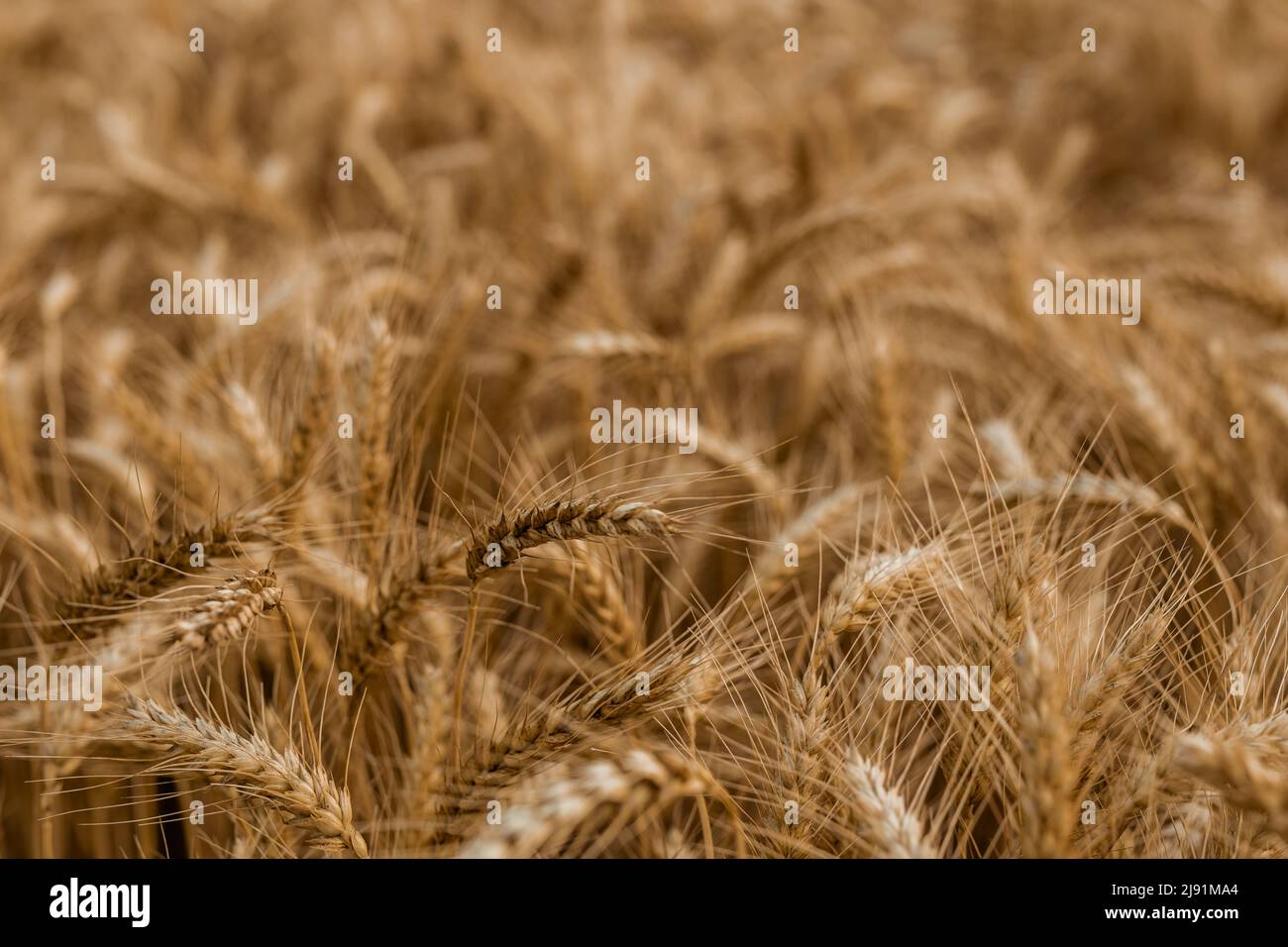 The backdrop of ripening ears of the yellow wheat field.Rich harvest Concept. Wheat field with ears of golden wheat close up. Beautiful Agricultural Stock Photo