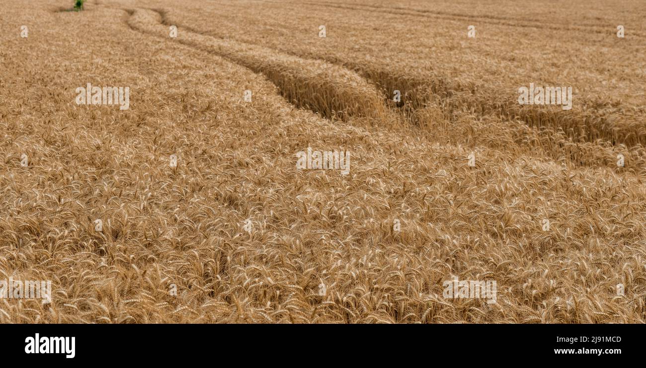 The backdrop of ripening ears of the yellow wheat field.Rich harvest Concept. Wheat field with ears of golden wheat close up. Beautiful Agricultural Stock Photo