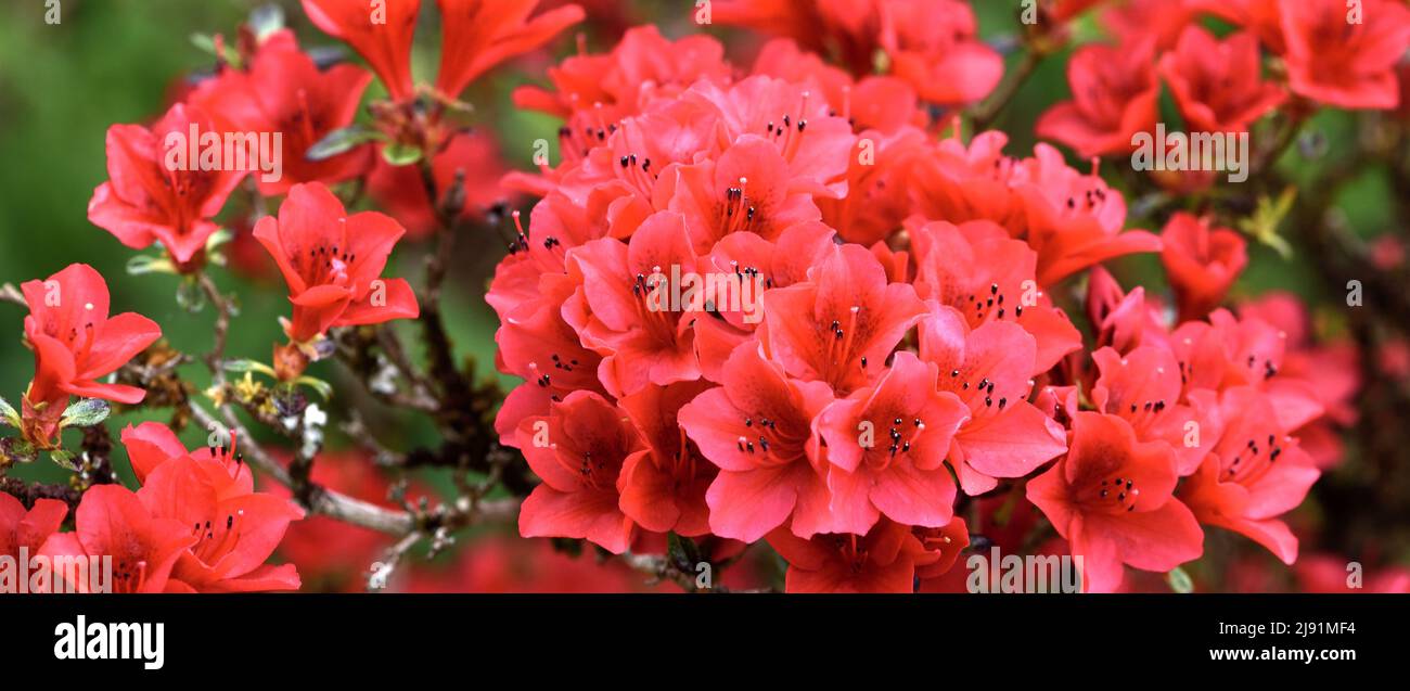 The red flowers of Rhododendron Ward's Ruby. Stock Photo