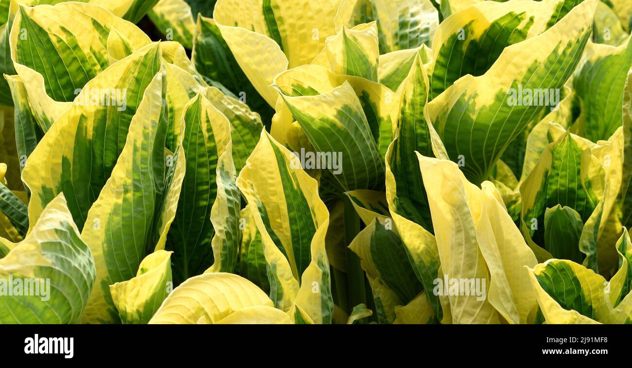 Hosta cherry berry hi-res stock photography and images - Alamy