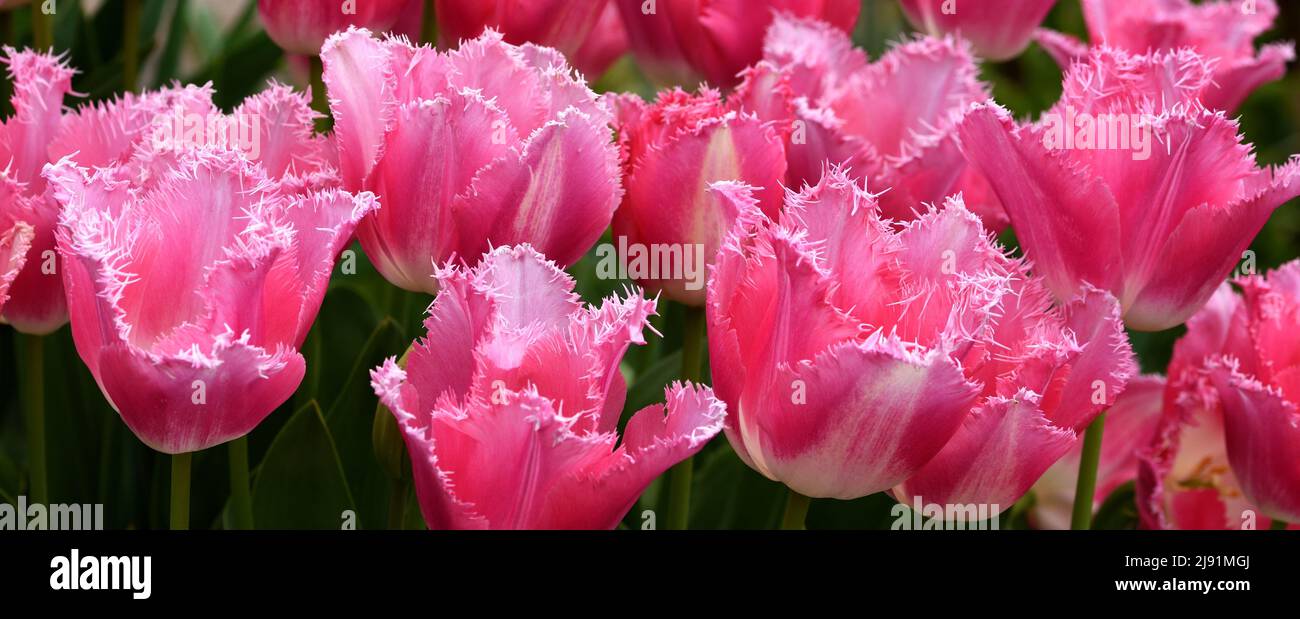 Closeup of the flower heads of Tulipa Fancy Frills. Stock Photo