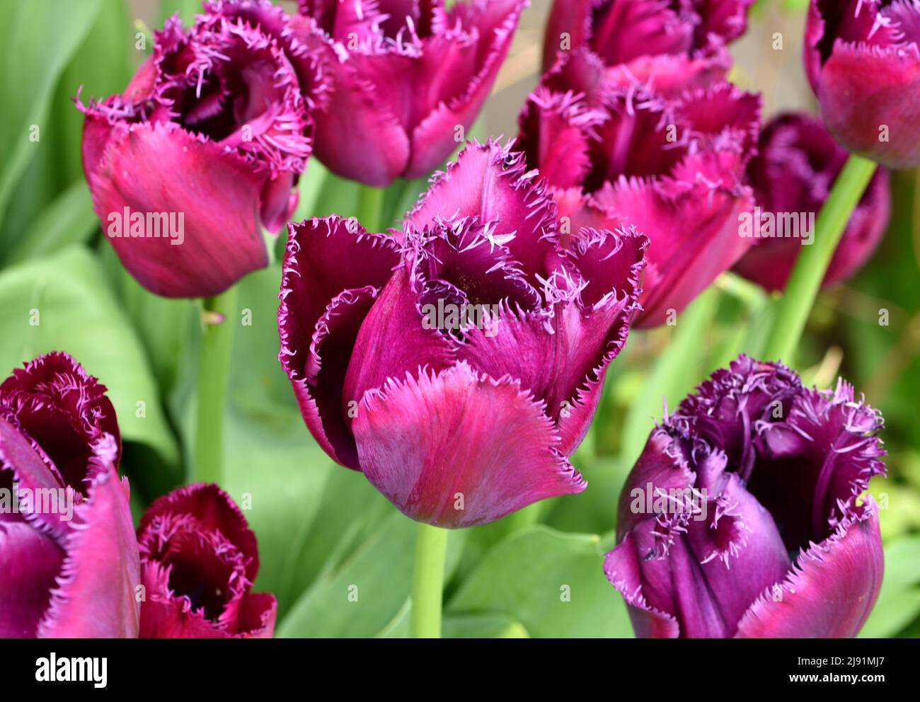 Closeup of the purple flower heads of Tulipa Curly Sue. Stock Photo