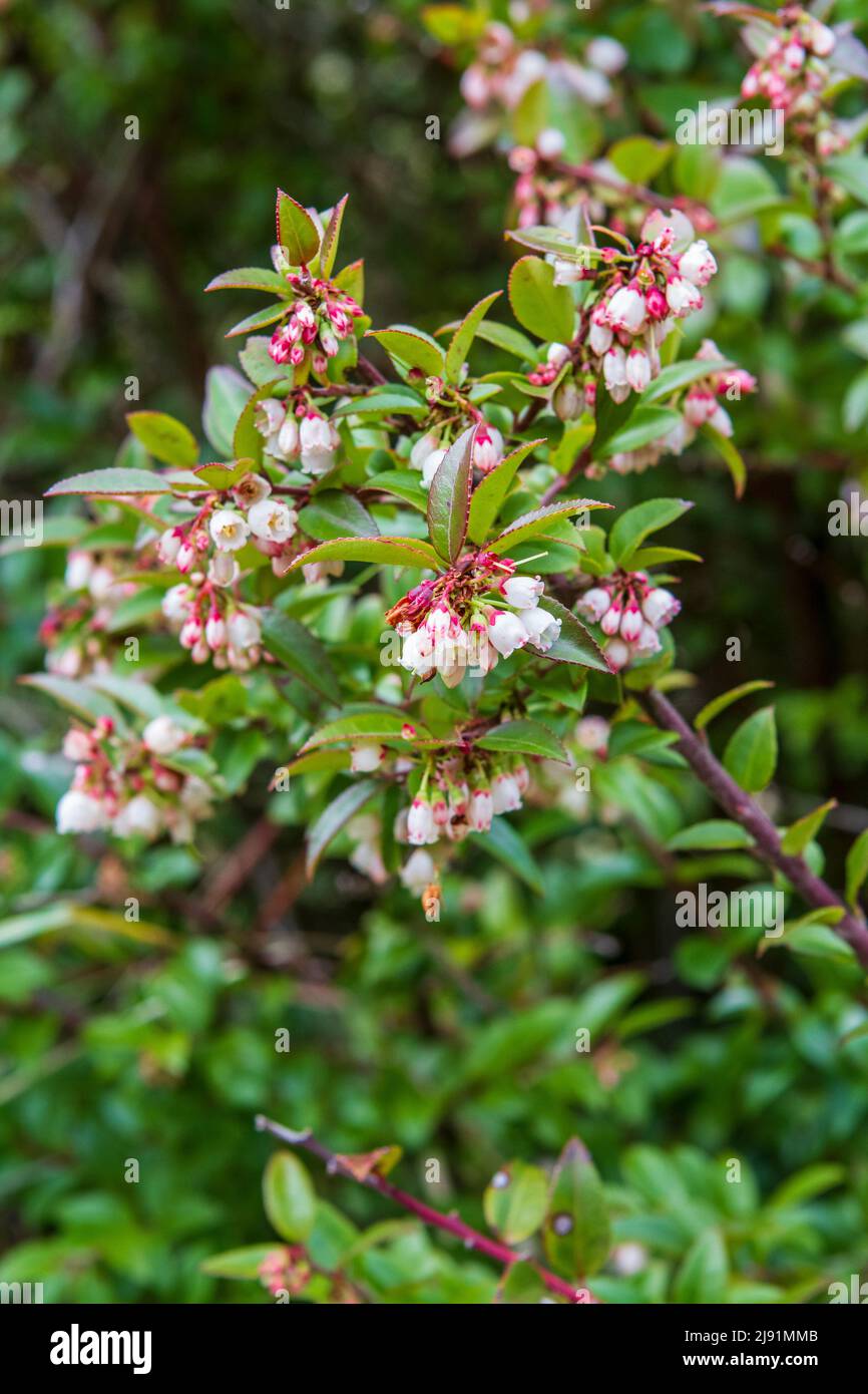 Bell-shaped pink and white flowers on a blooming Evergreen Huckleberry (Vaccinium ovatum), a common shrub with edible berries native to the PNW. Stock Photo