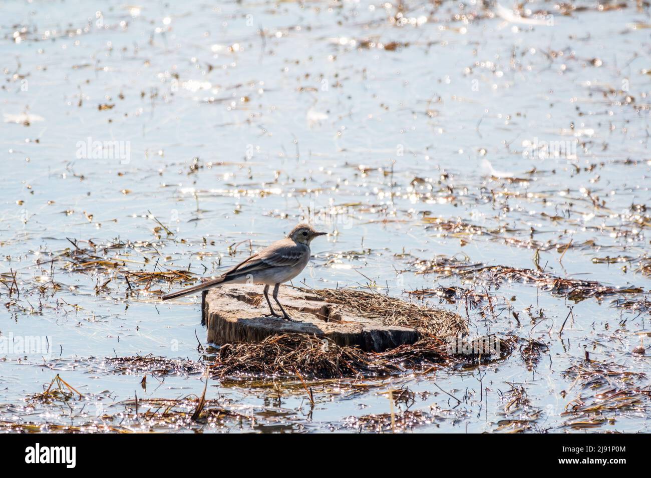 Young white wagtail, Motacilla alba, sitting on lake shore. Portrait of