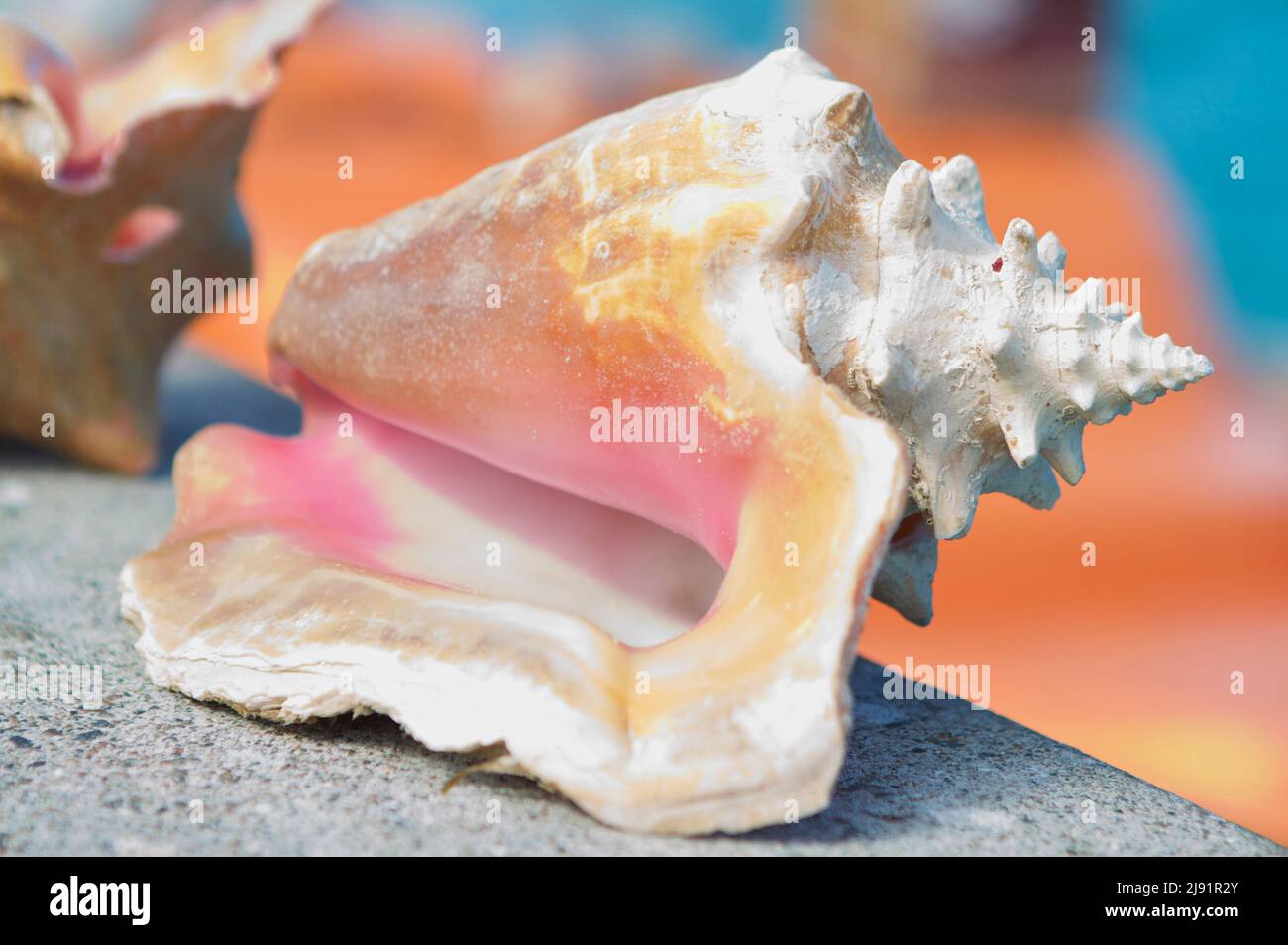 A large conch shell for sale in the tropical port of Nassau, the Bahamas. Stock Photo
