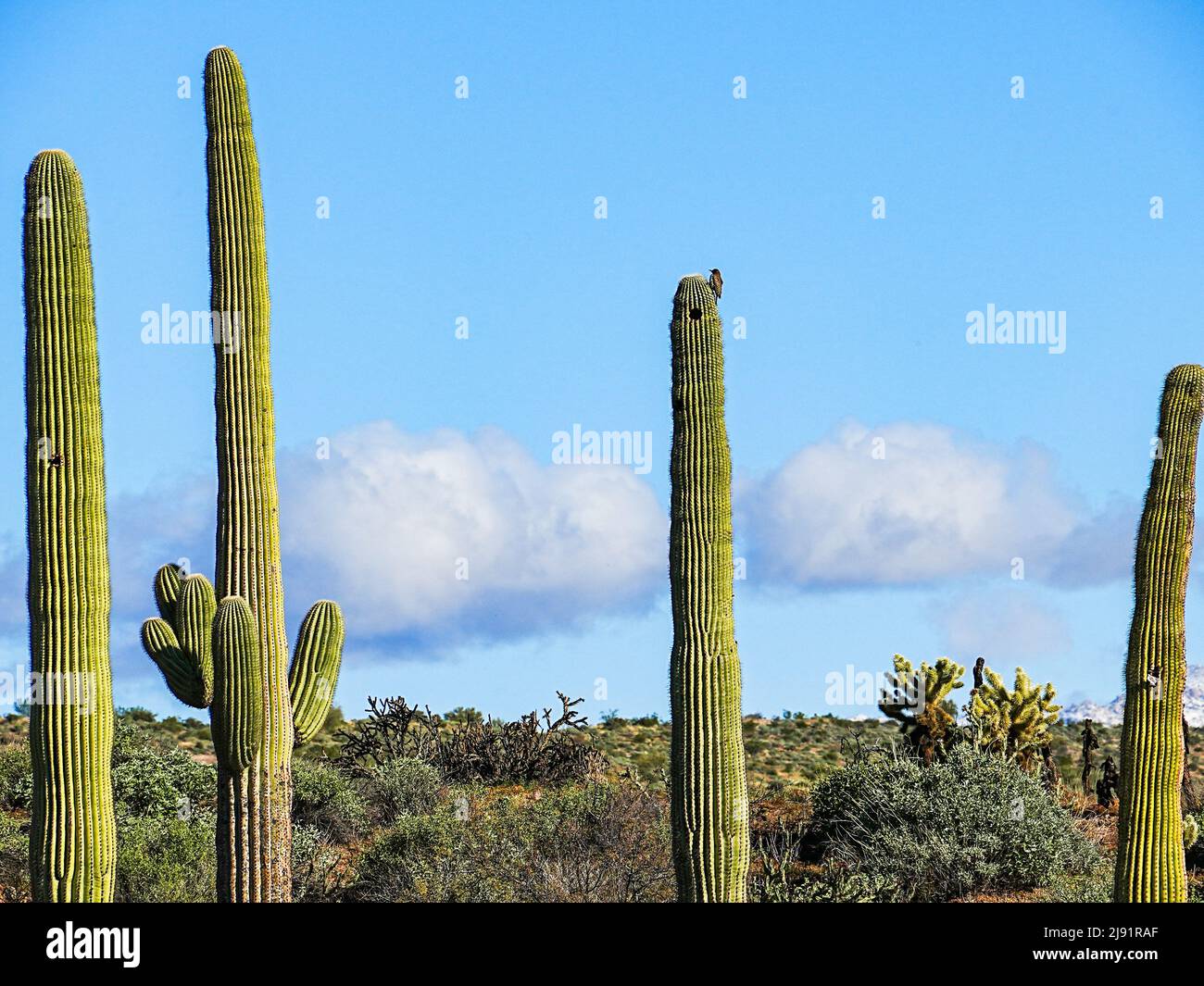 A rare snow event brings snow and fog to Arizona's Four Peaks range during an unusual cold and wet period. Stock Photo