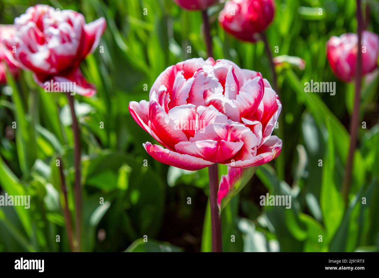 Closeup image of a bright pink and white Columbus tulip (tulipa) blooming in a sunny spring garden. Stock Photo
