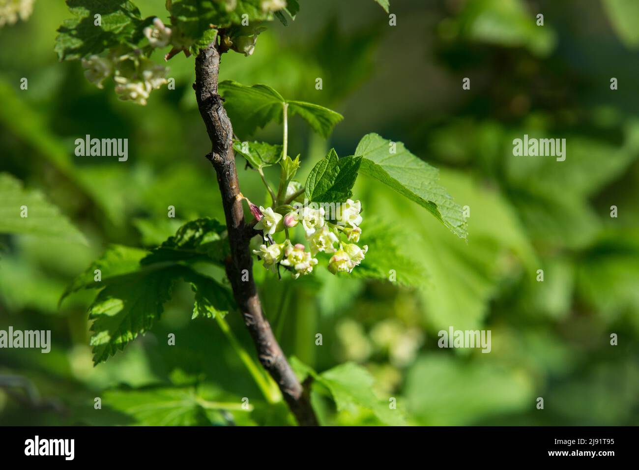 Flowering bush of black currant with green leaves in the garden. Green flowers in the garden. Unripe berries of a currant close-up. Stock Photo
