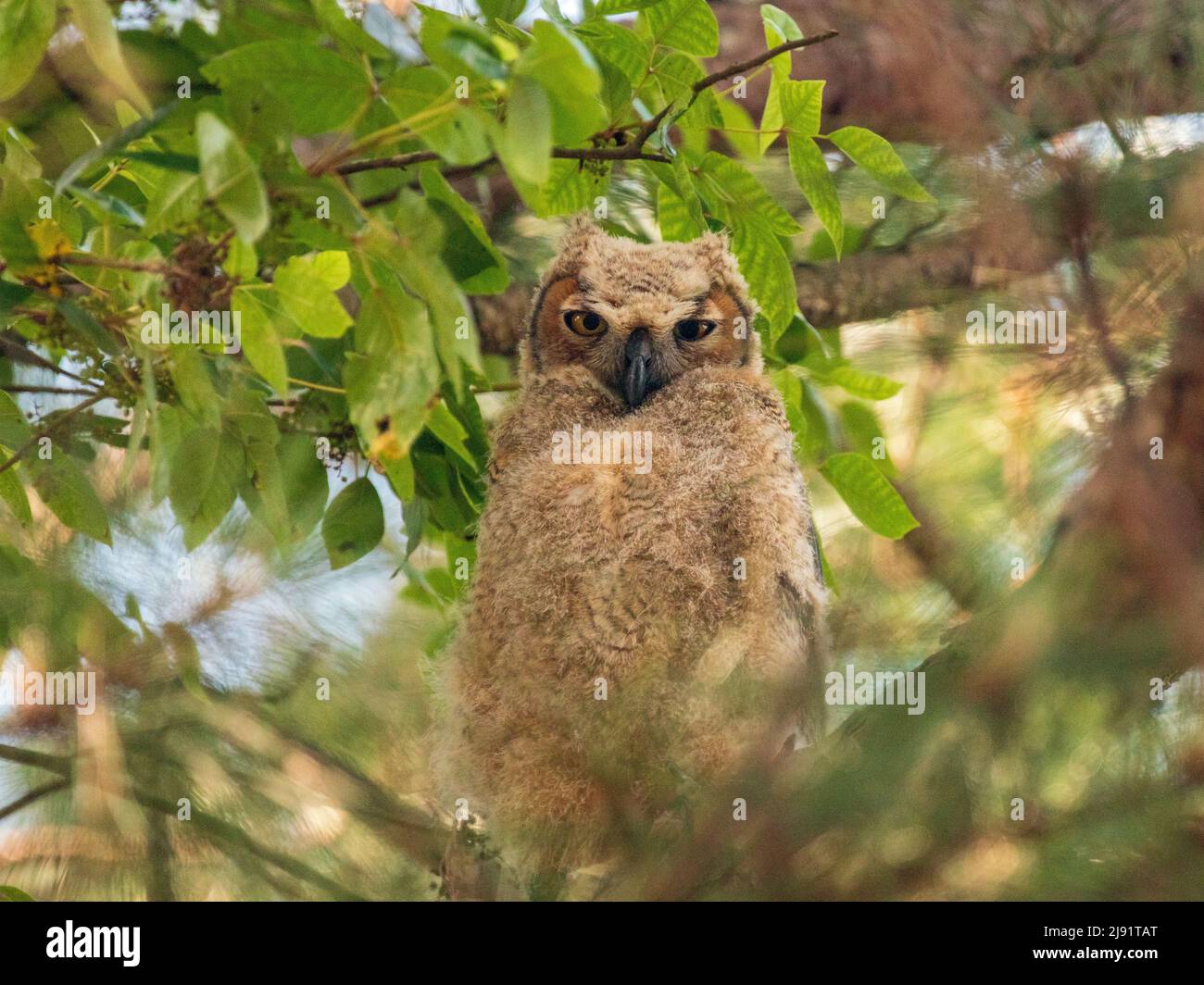 Juvenile Great Horned Owl sitting in a tree Stock Photo