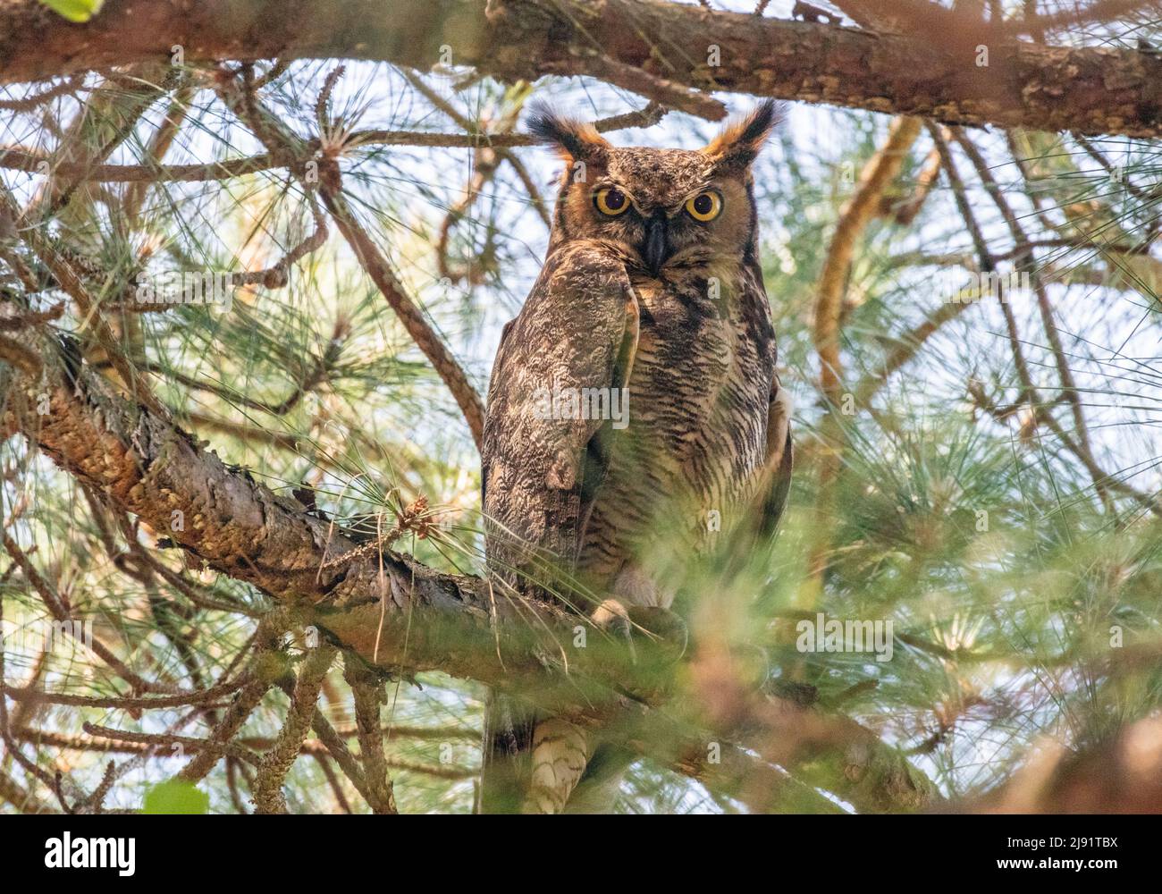 Great Horned Owl sitting in a tree Stock Photo