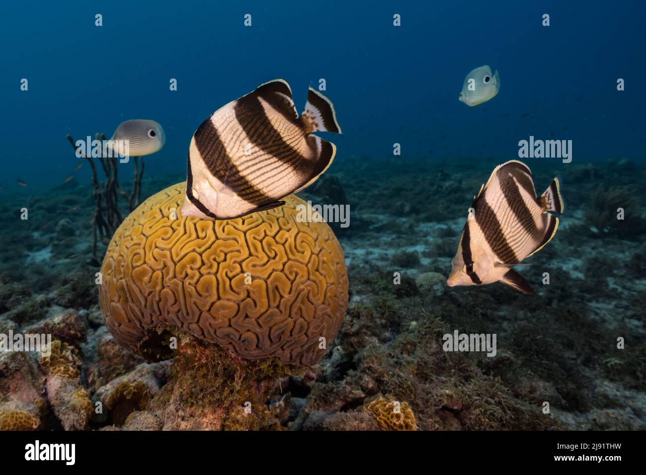 Seascape with Banded Butterflyfish while spawning of Grooved Brain Coral in coral reef of Caribbean Sea, Curacao Stock Photo