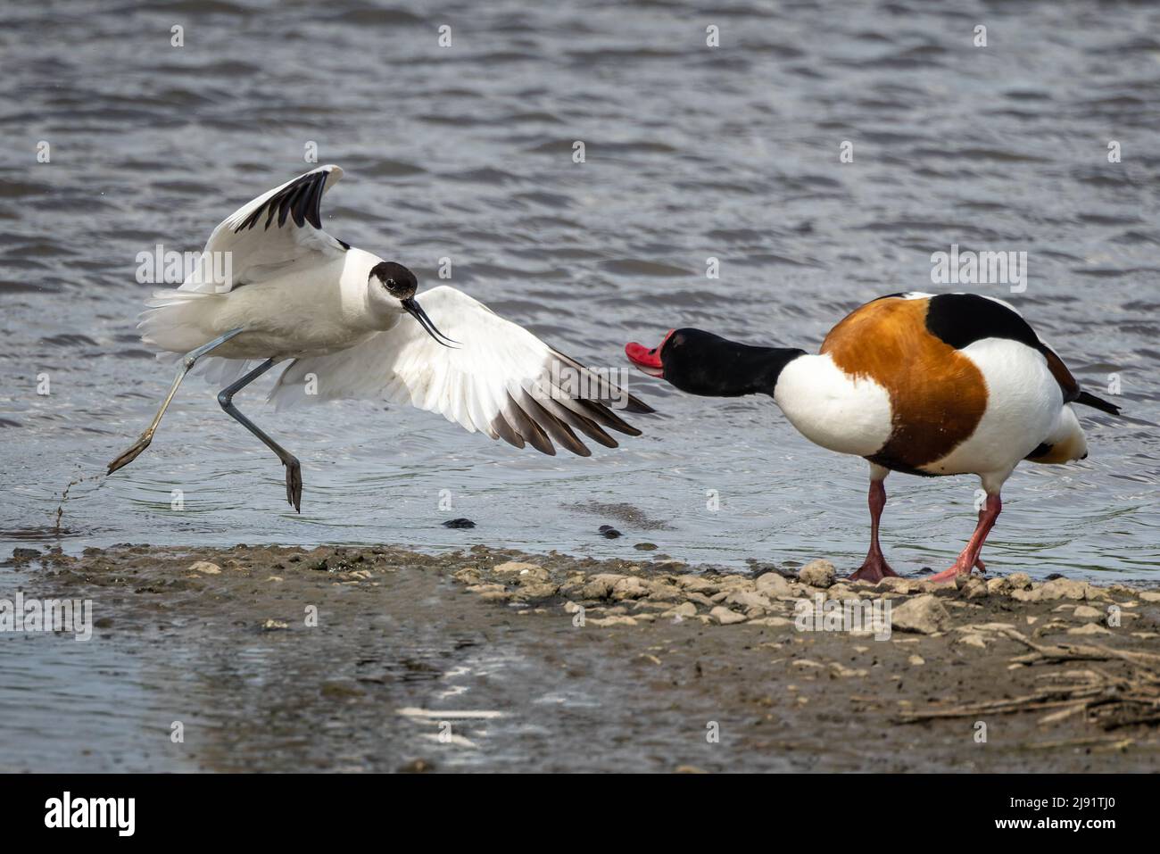 Close up of an Avocet and a Shelduck confronting oneanother on an Estuary mudflats, Stock Photo