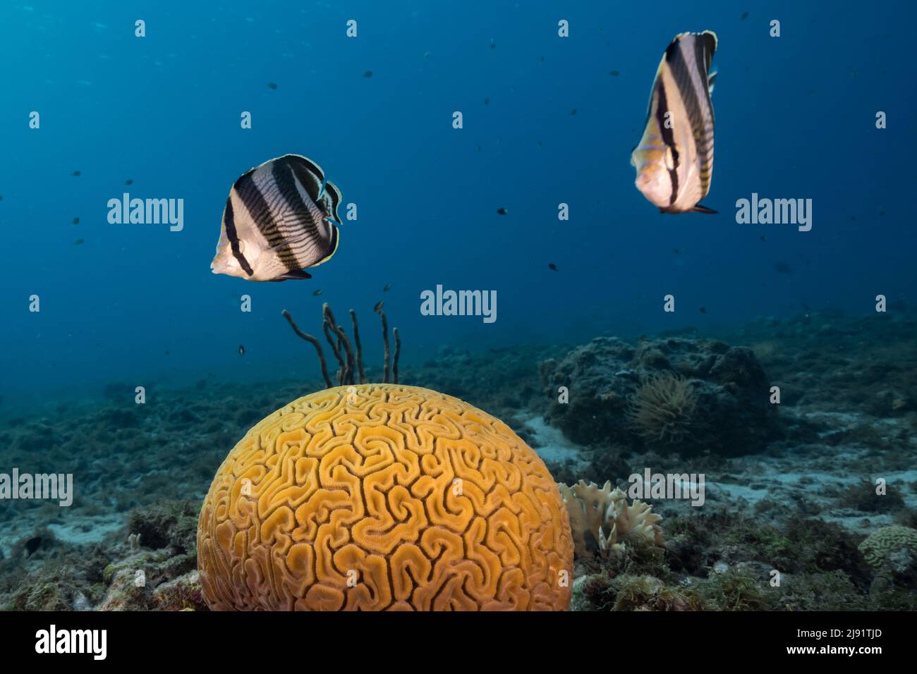 Seascape with Banded Butterflyfish while spawning of Grooved Brain Coral in coral reef of Caribbean Sea, Curacao Stock Photo