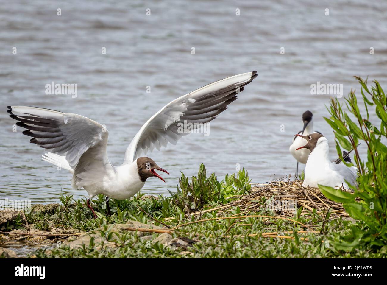 Black headed gull with wings spread confronting female black headed gull on nest Stock Photo