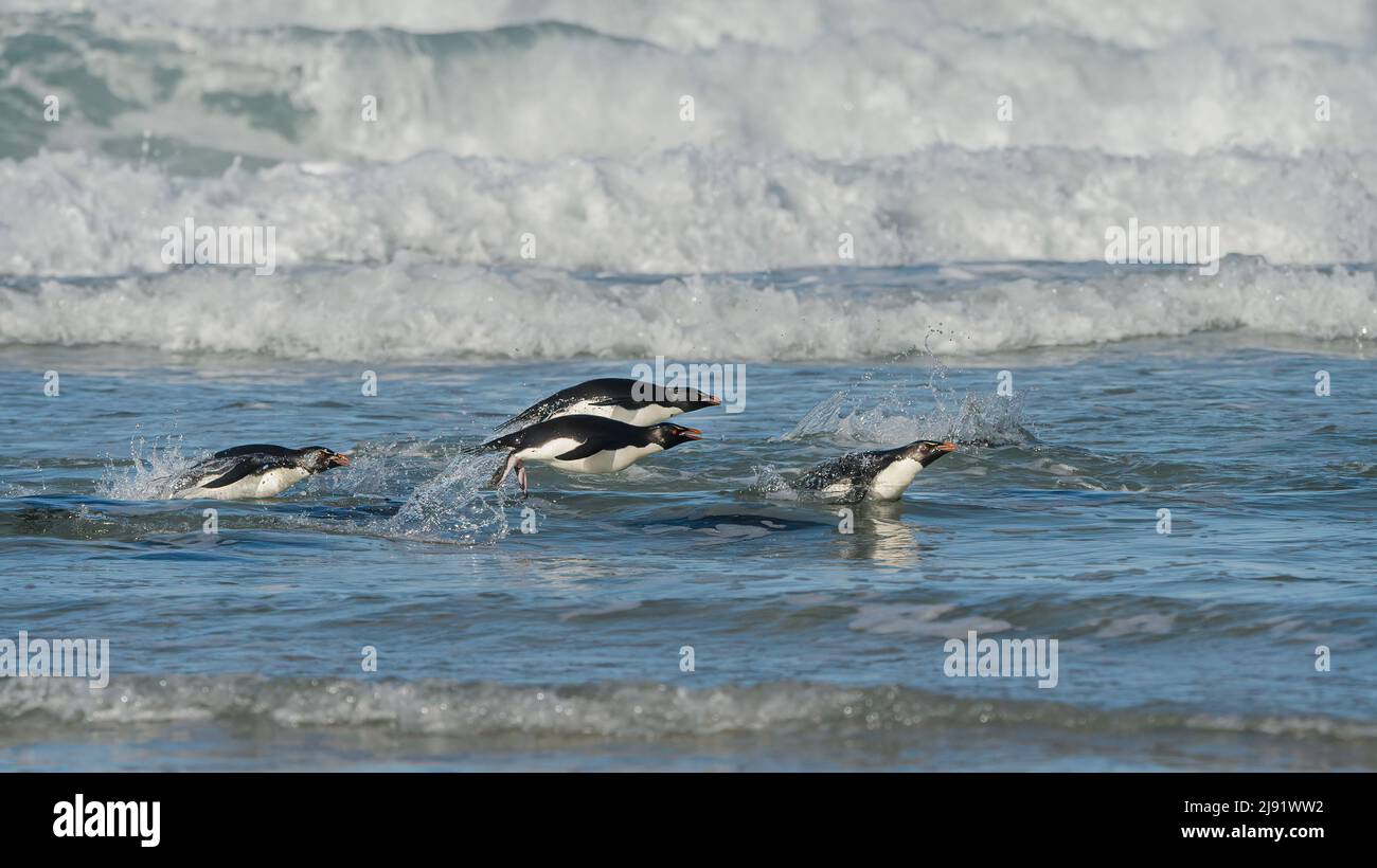 Four Rockhopper Penguins shooting from the sea with waves in background Stock Photo