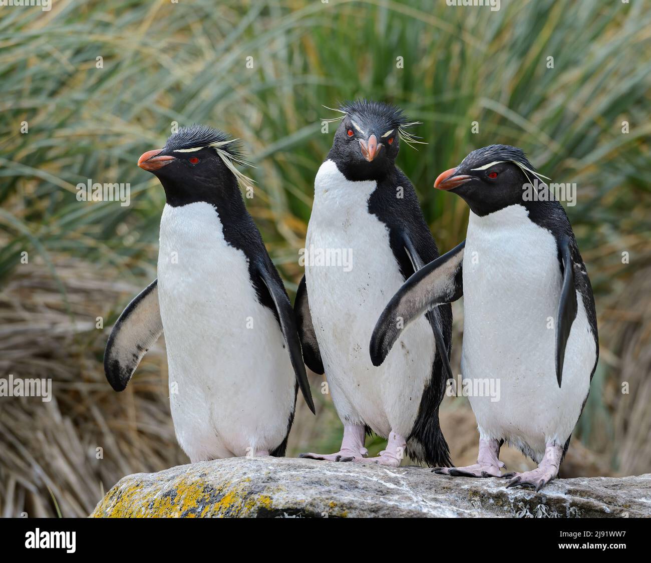 Group of 3 Rockhopper Penguins perched on a rock with tussock grass in background Stock Photo