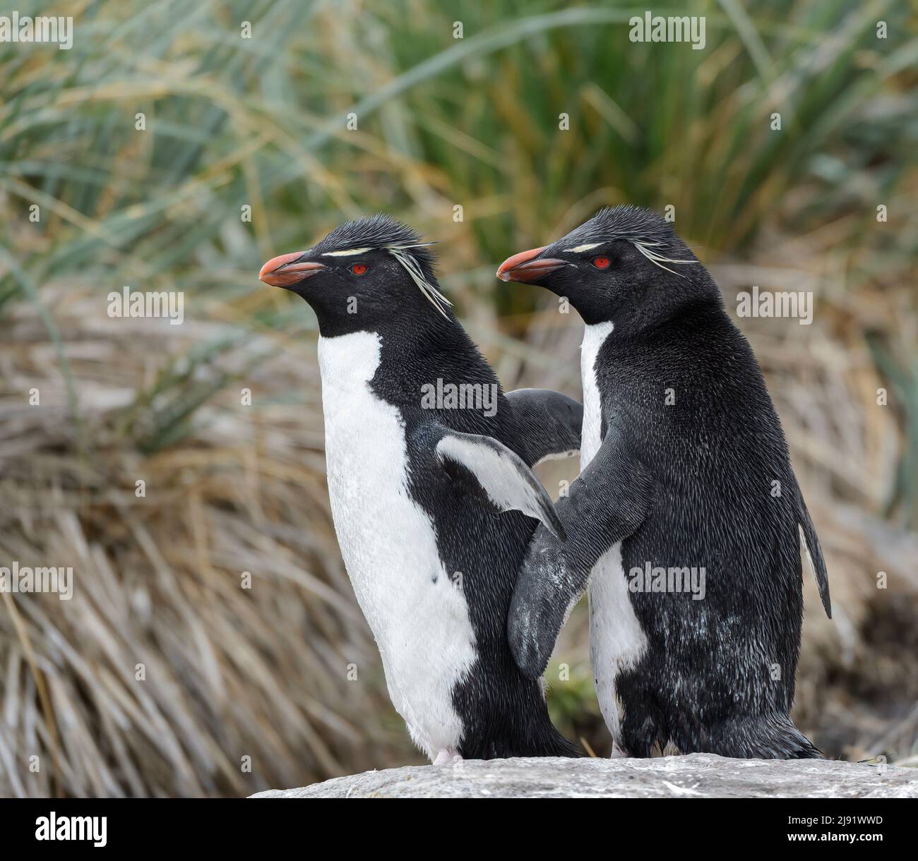 Pair of Rockhopper Penguins with Tussock grass in background Stock Photo