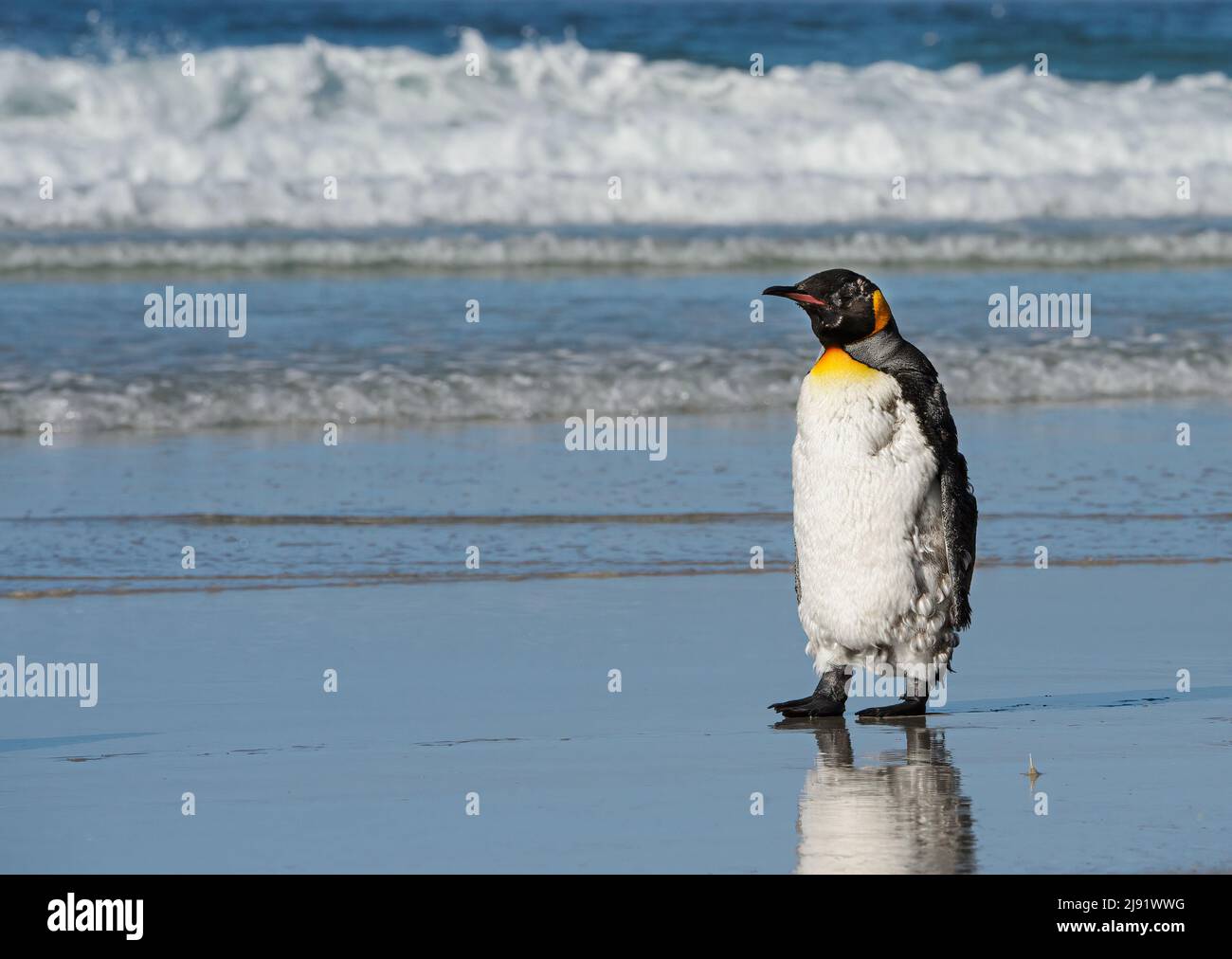 Molting King Penguin on the shore with waves in the background Stock Photo