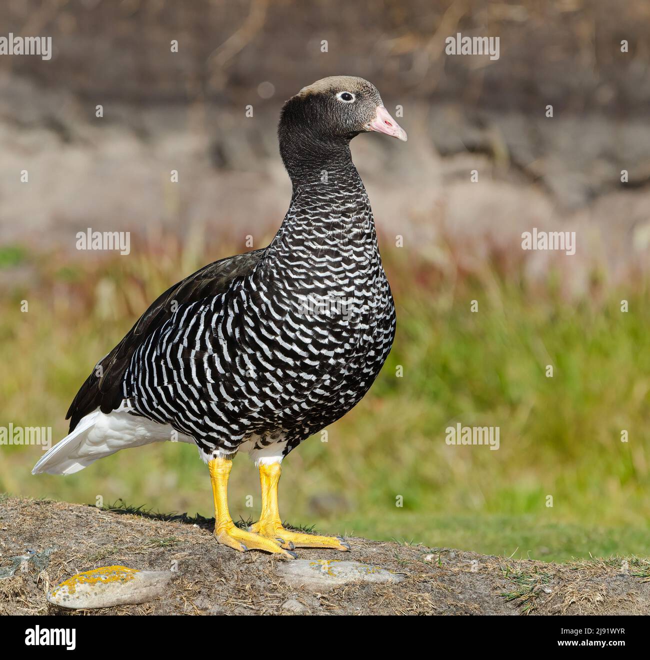 Kelp Goose, female Stock Photo
