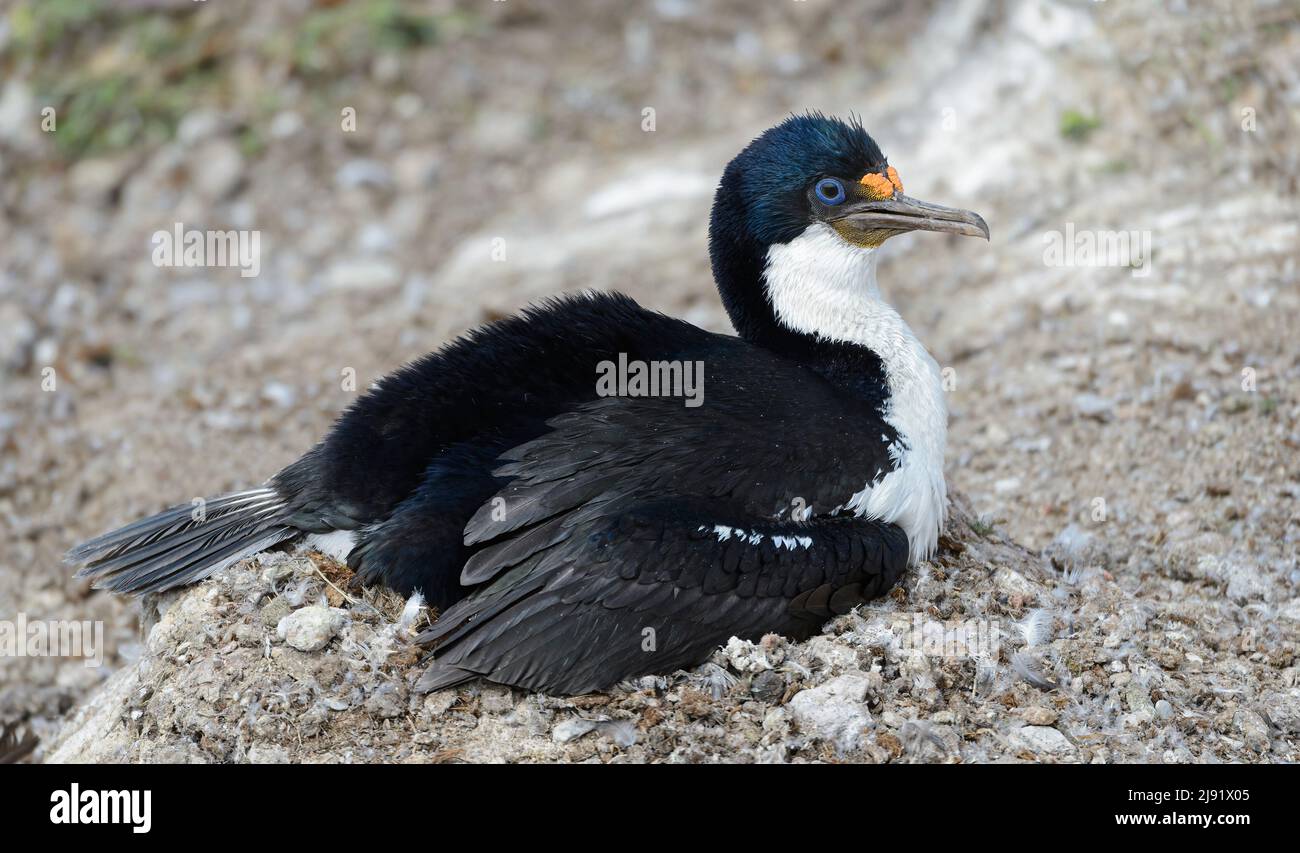 Imperial shag or imperial cormorant Stock Photo