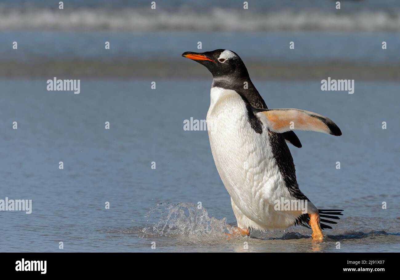 Gentoo Penguin dashing out of the water Stock Photo