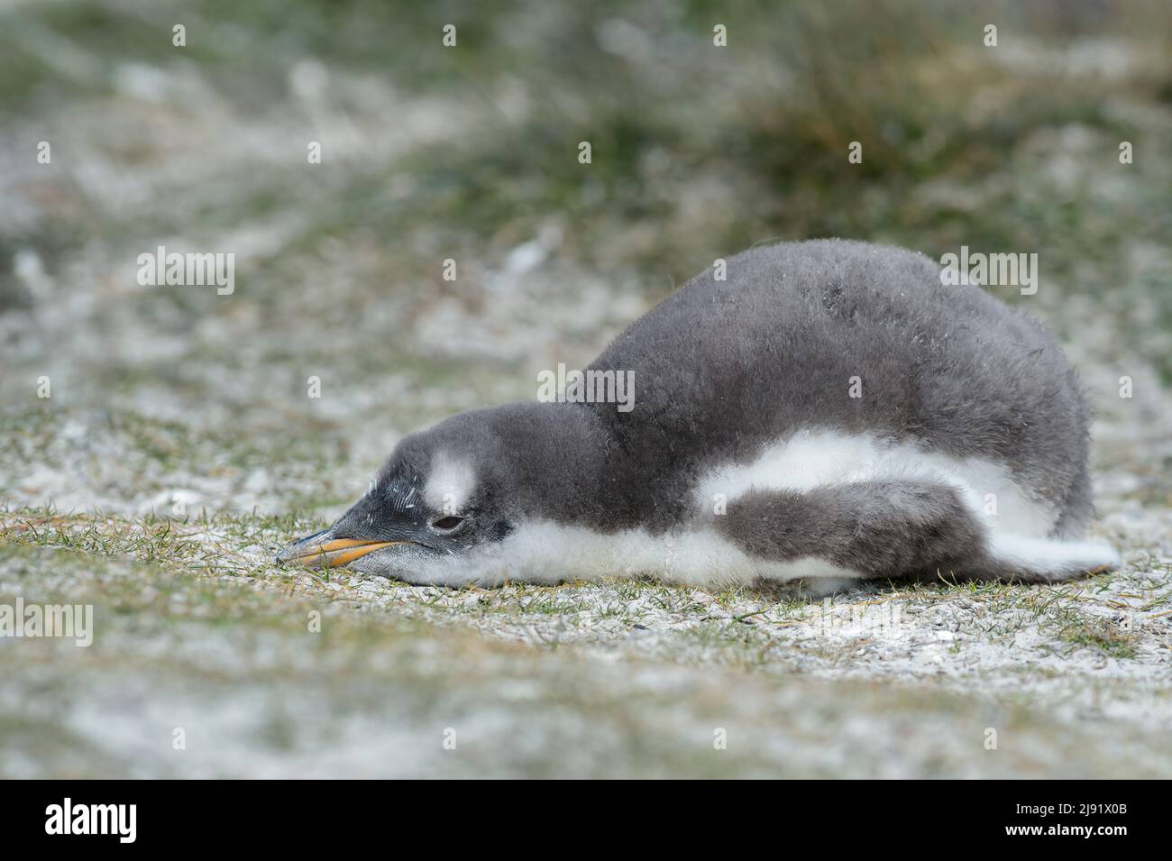 Gentoo penguin chick Stock Photo