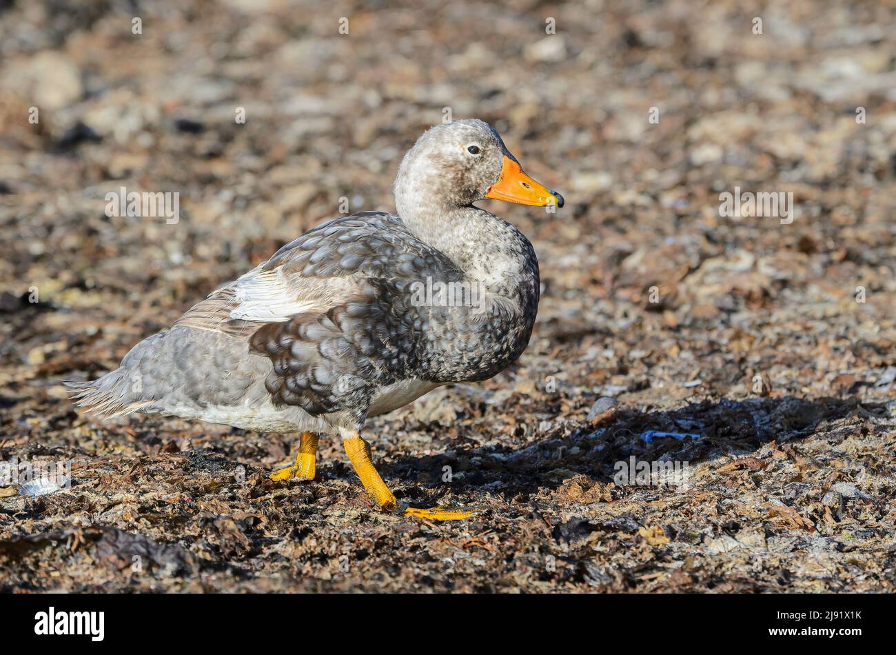 Flightless Steamer Duck, male Falkland Islands Stock Photo