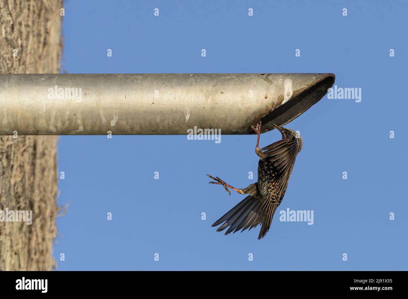 European Starling entering pipe Stock Photo