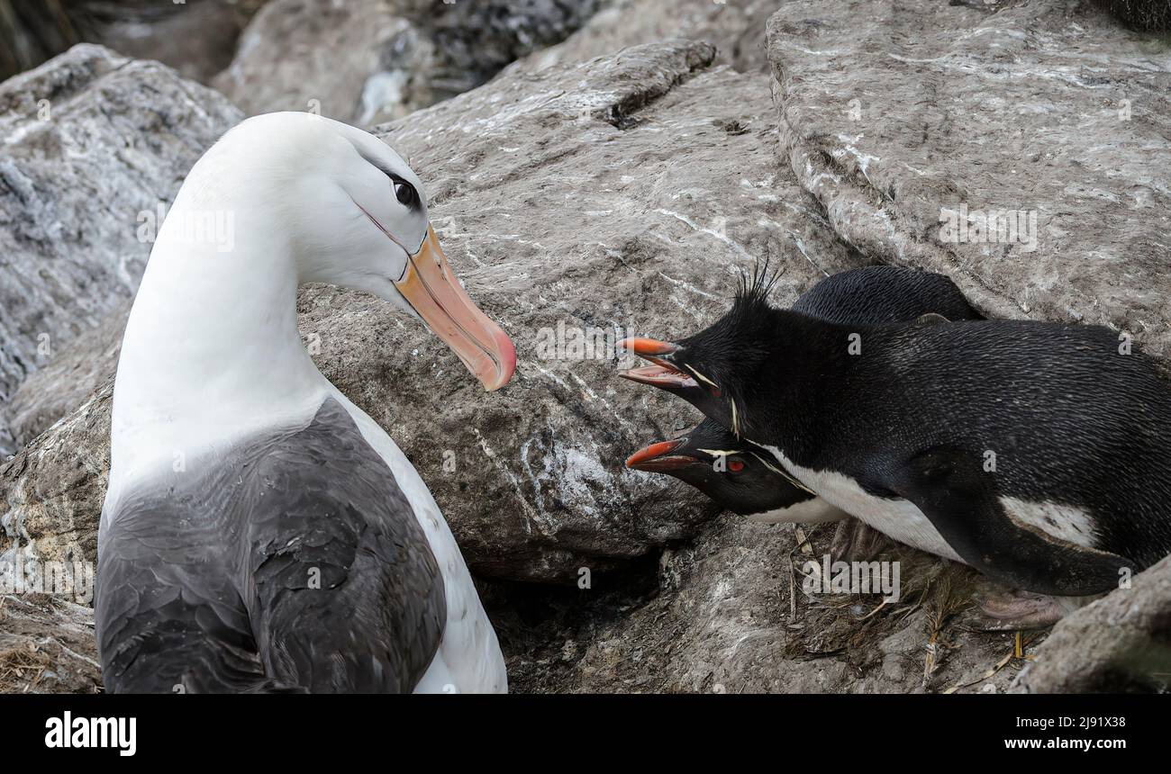 Black-browed albatross and Rockhopper Penguins squabbling Stock Photo