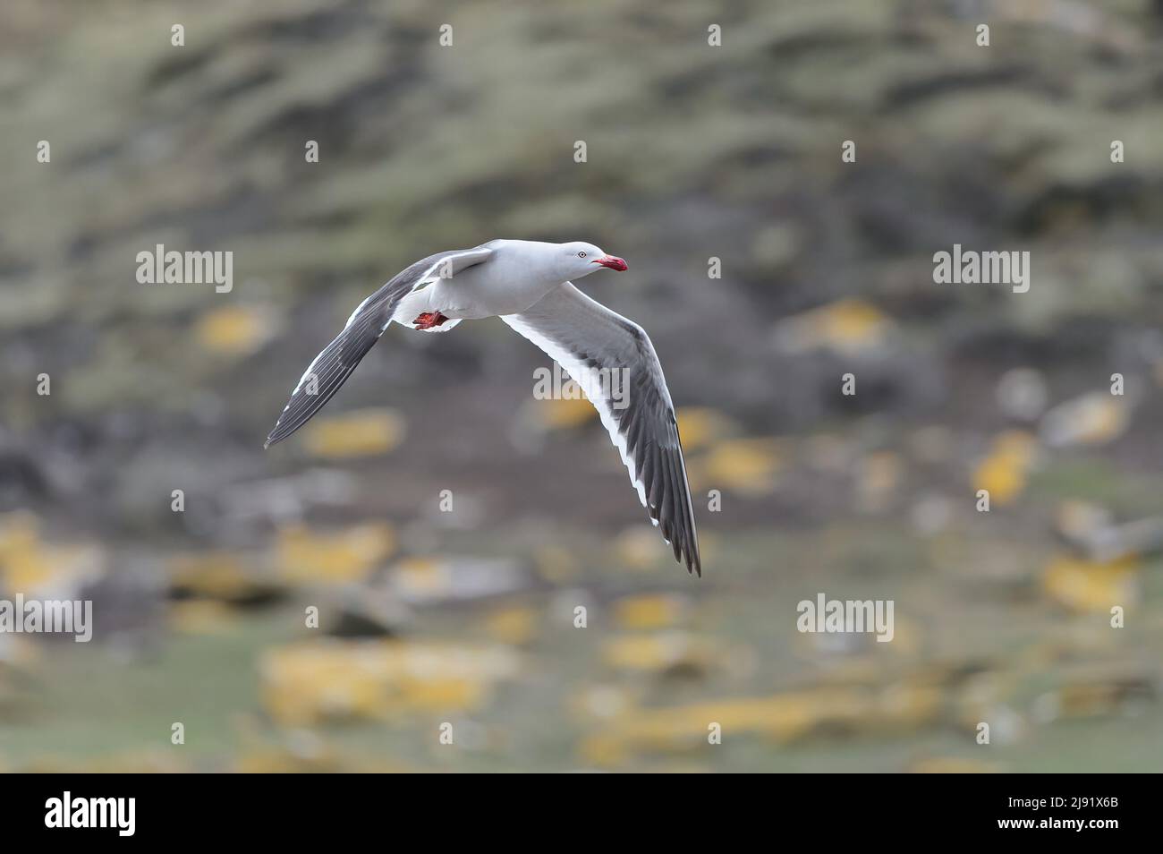 Adult Kelp Gull in flight Stock Photo