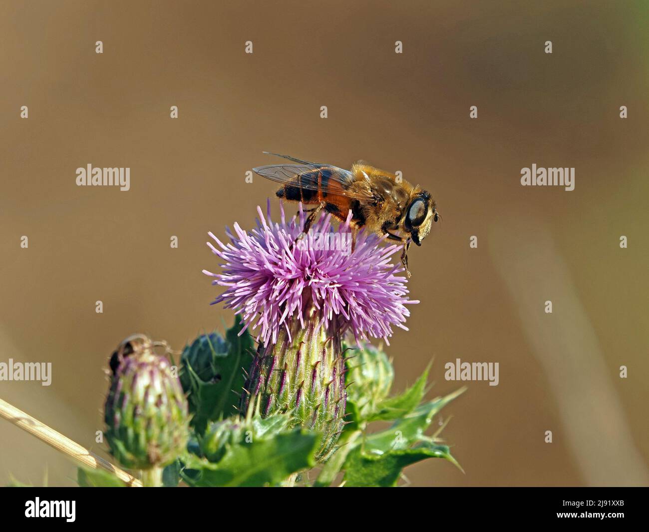 female Eristalis tenax, common drone fly sipping nectar from flower of creeping thistle (Cirsium arvense) in North Yorkshire, England, UK Stock Photo
