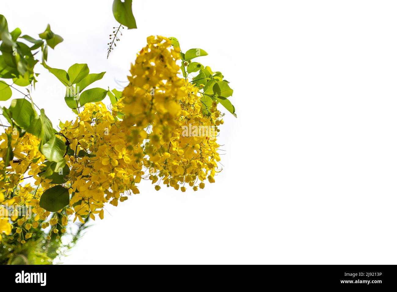 Inflorescence of bright yellow cassia fistula flowers on a white background, space for text. Tropical plants of Asia. Stock Photo