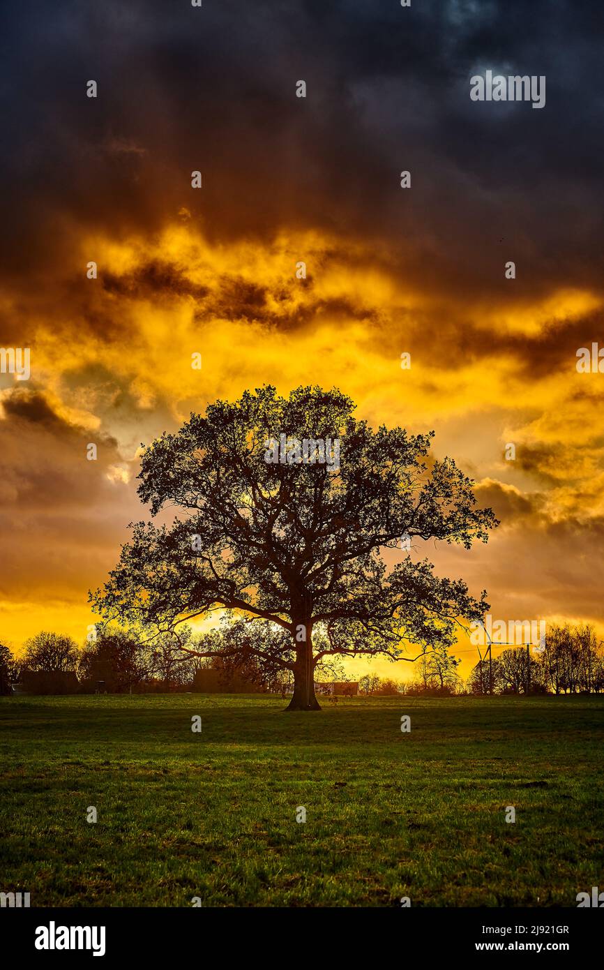 Oak tree silhouette hi-res stock photography and images - Alamy