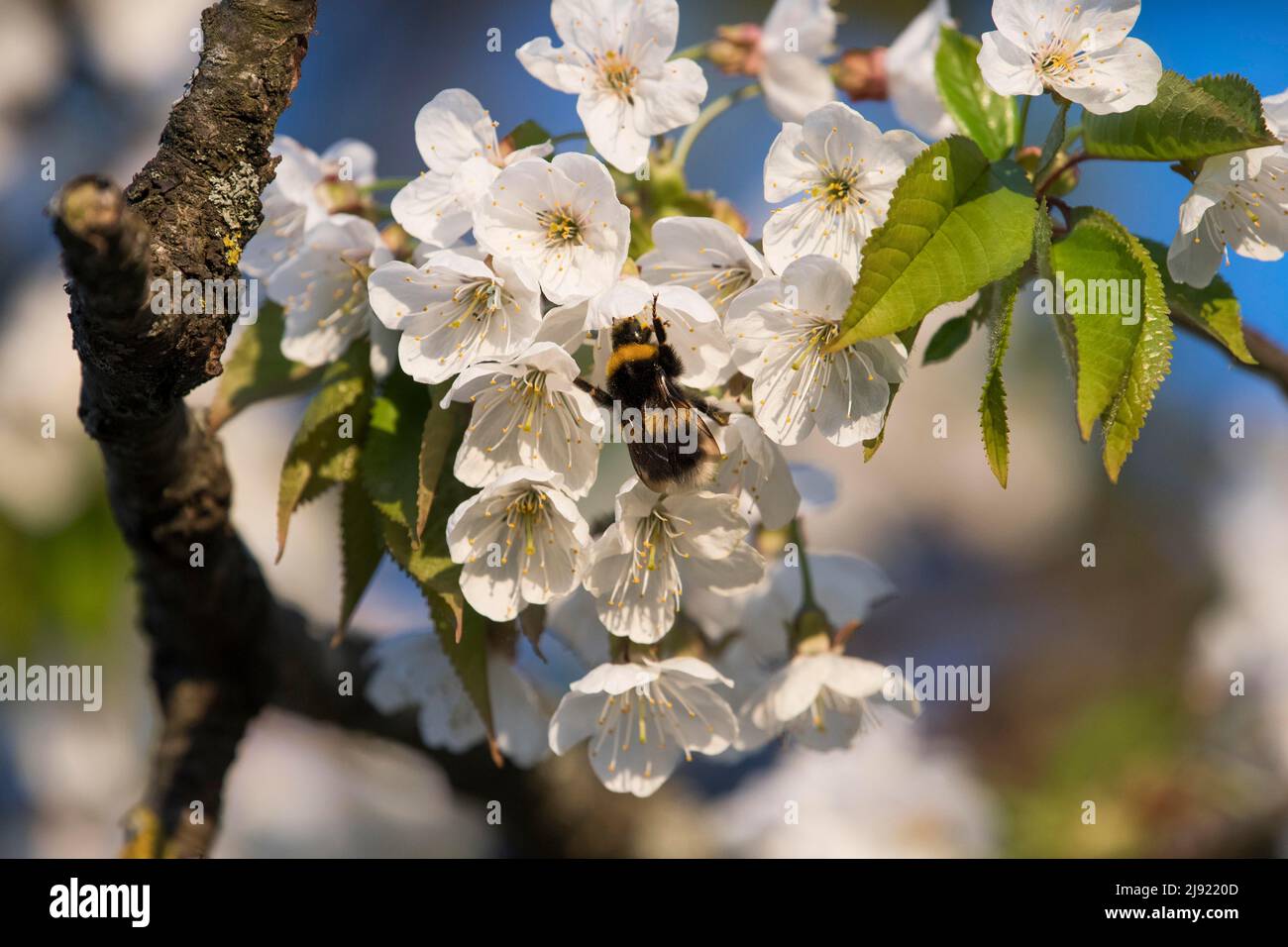 Large earth bumblebee (Bombus terrestris), wild cherry (Prunus avium),  Canton Solothurn, Switzerland Stock Photo - Alamy