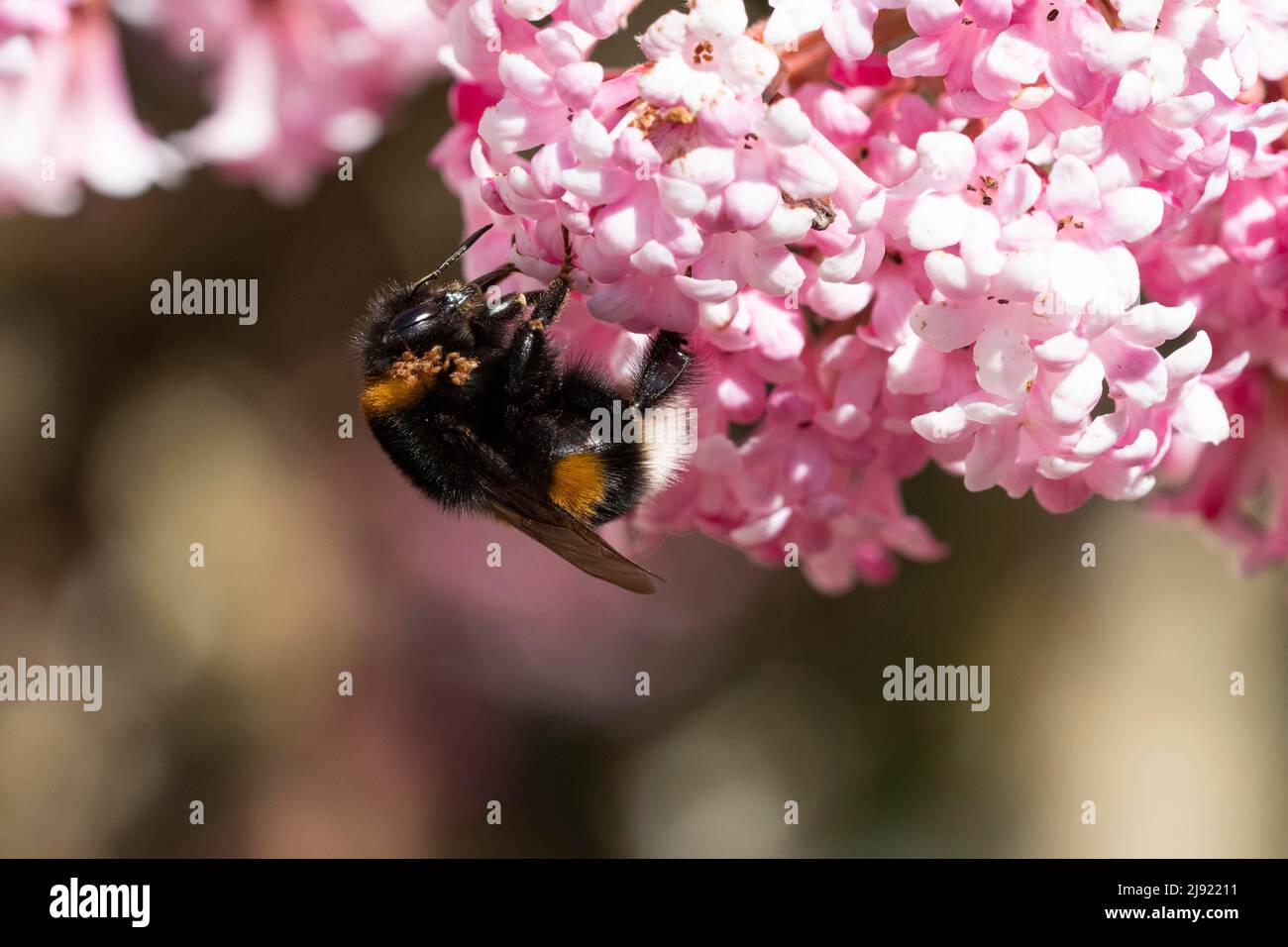 Large earth bumblebee (Bombus terrestris), infestation with mites (Acari), winter snowball (Viburnum), Canton Solothurn, Switzerland Stock Photo