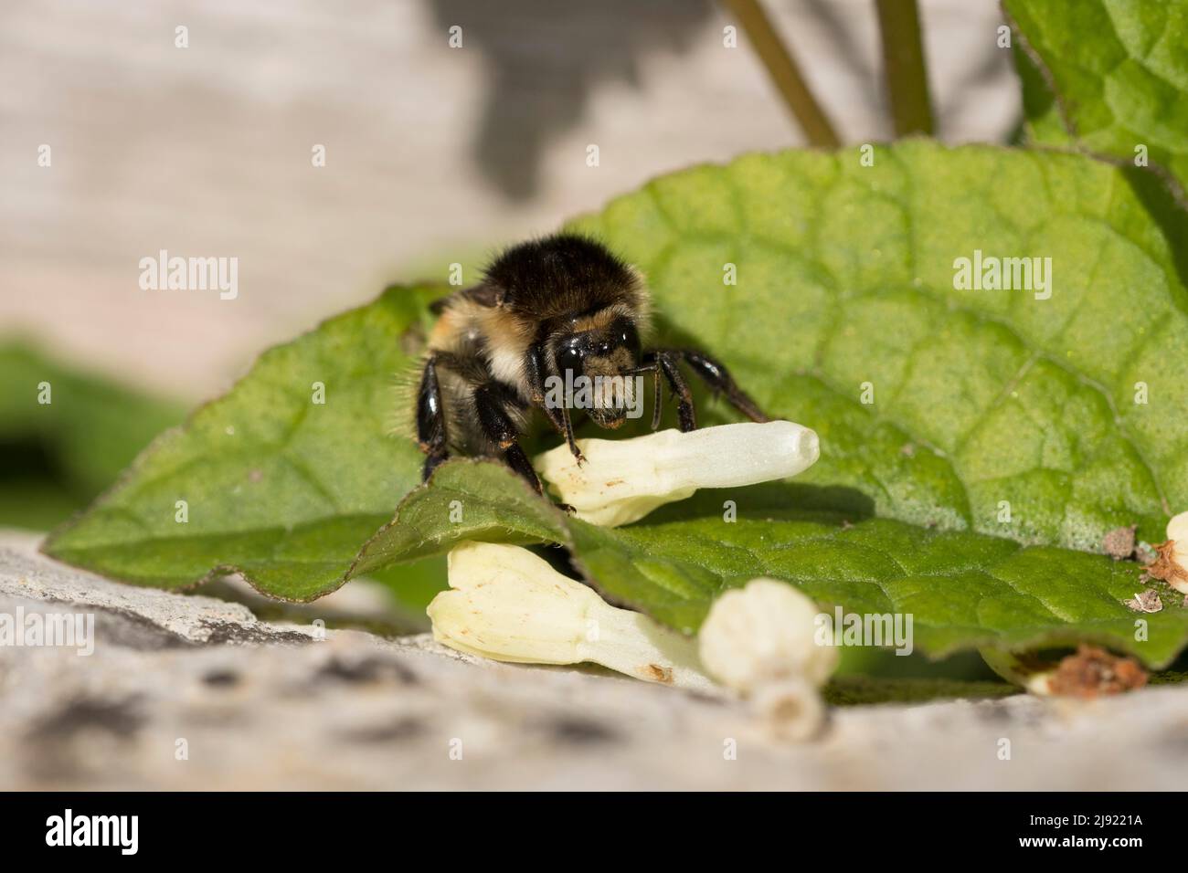 Brown-banded carder bee (Bombus humilis), examining comfrey flowers, Canton Solothurn, Switzerland Stock Photo