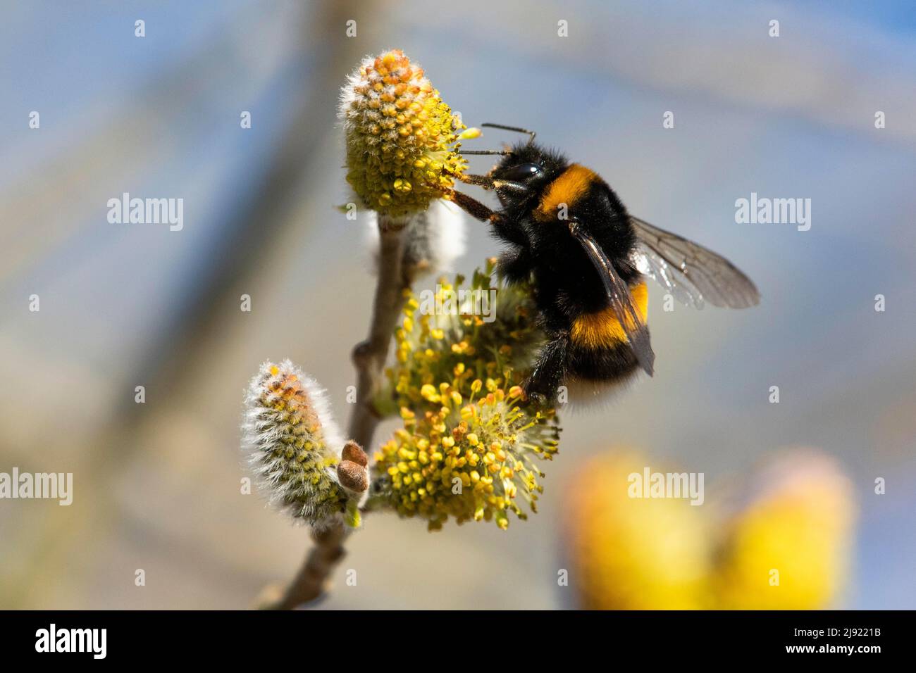Large earth bumblebee (Bombus terrestris), dark-leaved willow (Salix myrsinifolia), flowering catkin, bee pasture, Departement Haut-Rhin, Alsace Stock Photo