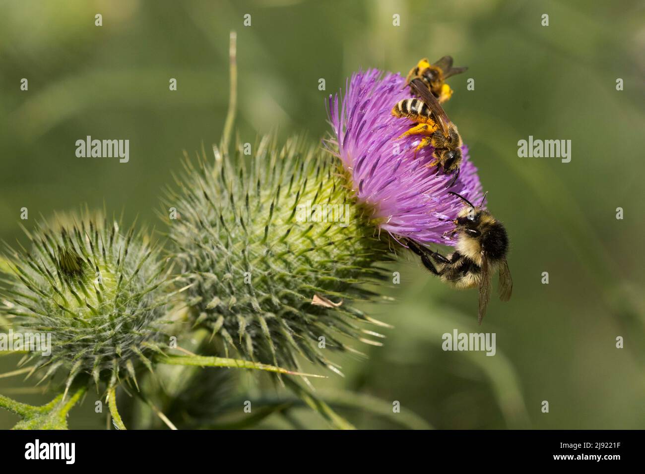 Brown-banded carder bee (Bombus humilis), sweat bee (Halictus scabiosae), lancet thistle (Cirsium vulgare), Canton Solothurn, Switzerland Stock Photo