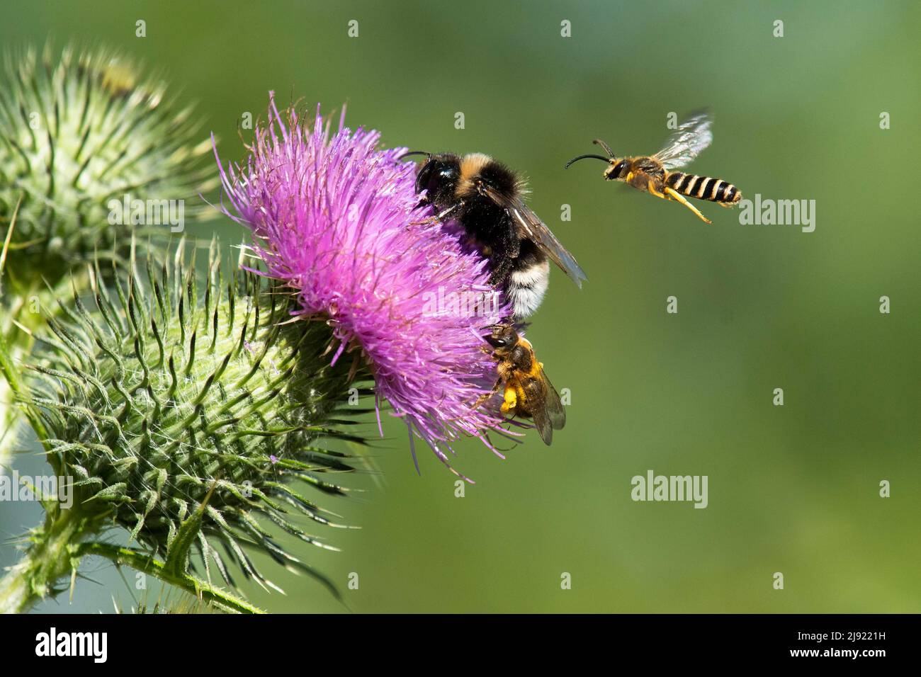Bumblebee (Bombus), sweat bee (Halictus scabiosae), female on flower, male approaching, Lanzett's thistle (Cirsium vulgare), Canton Solothurn Stock Photo