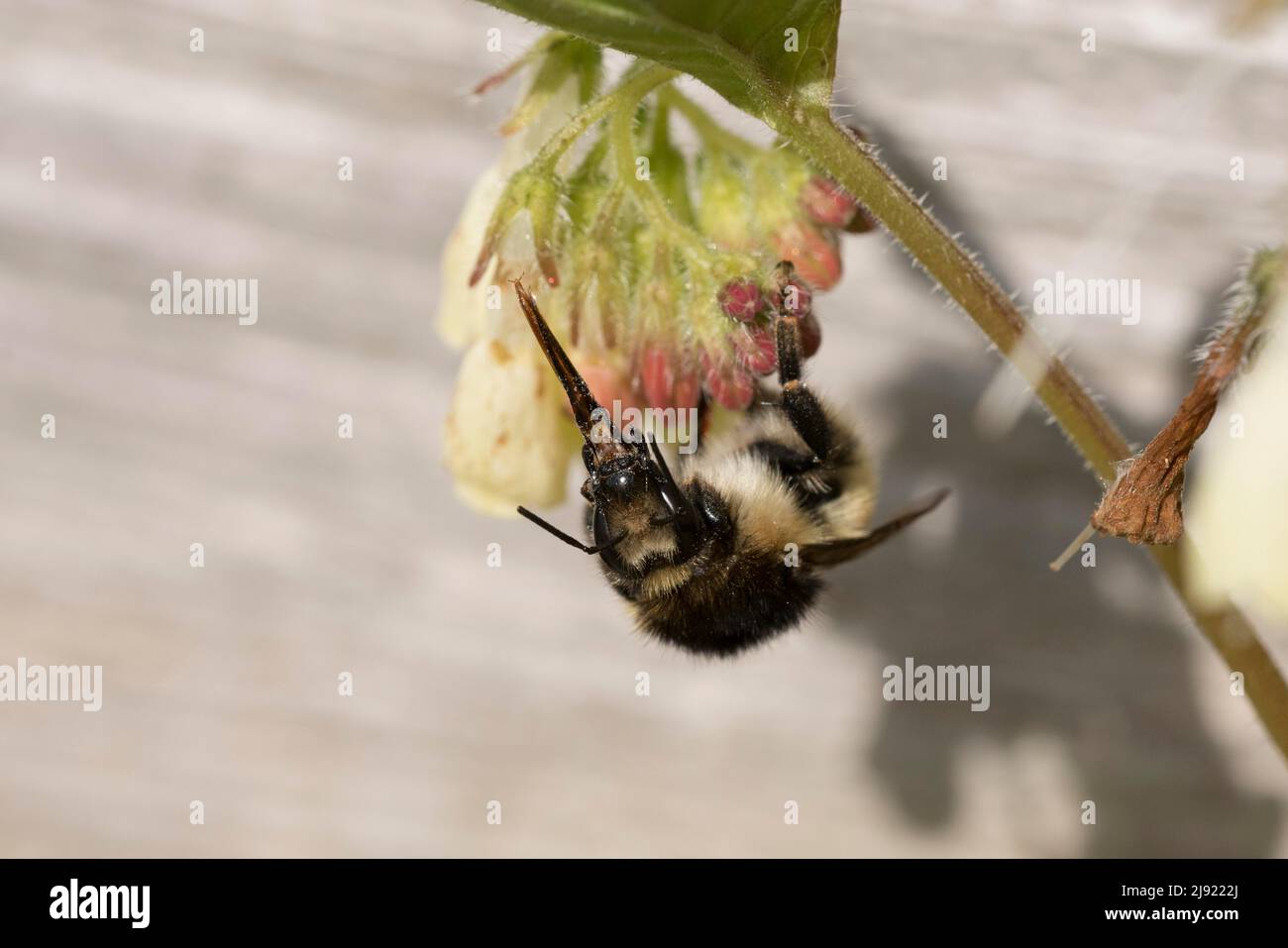 Brown-banded carder bee (Bombus humilis) with elongated mandible, Canton Solothurn, Switzerland Stock Photo