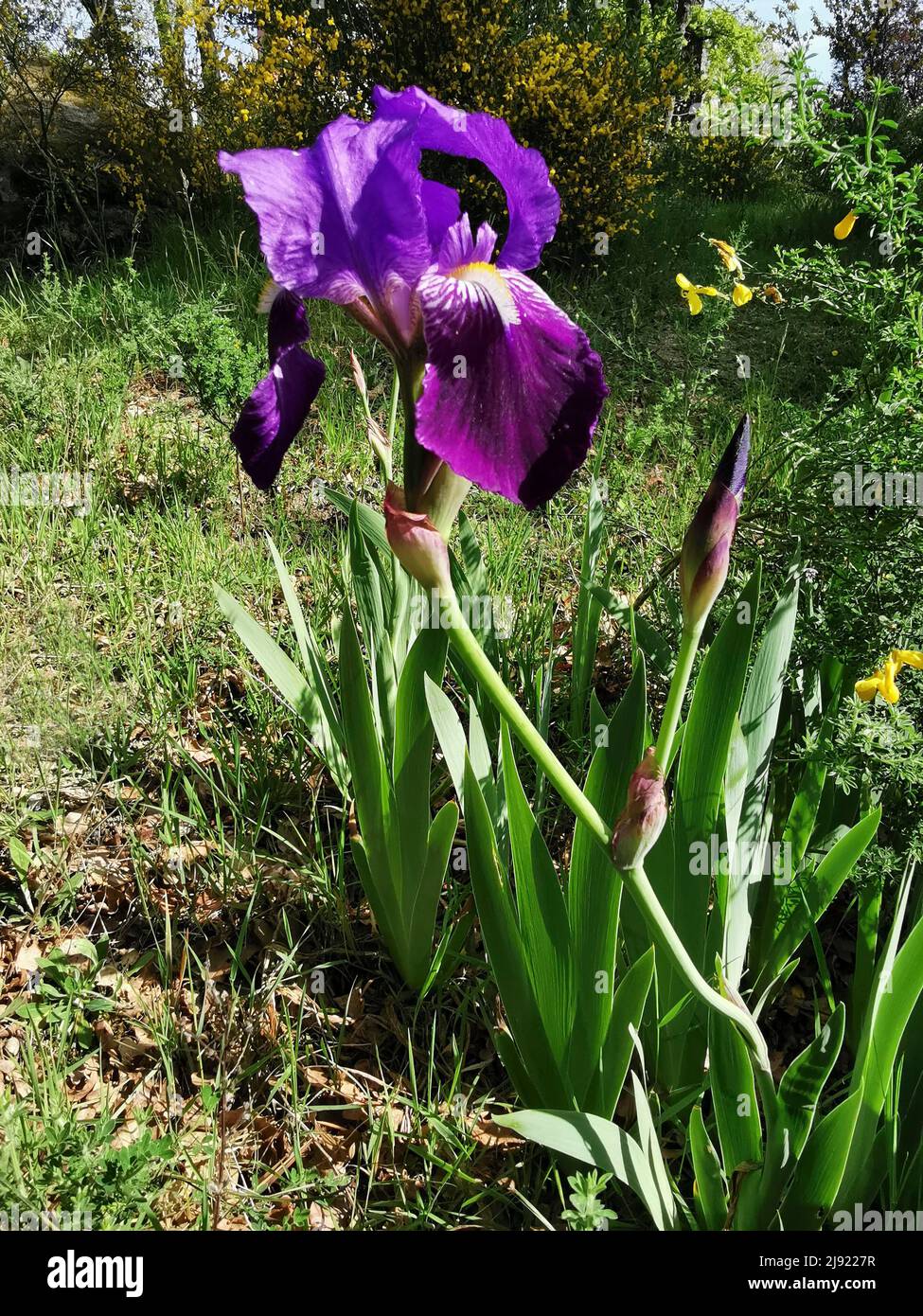 Iris in a garden, France Stock Photo