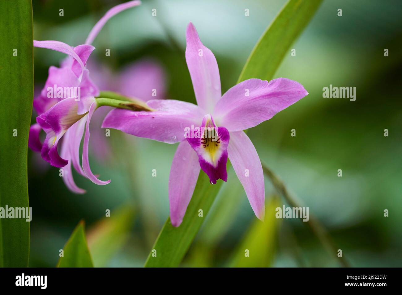 Orchid (Laelia anceps) blooming in a greenhouse, Germany Stock Photo