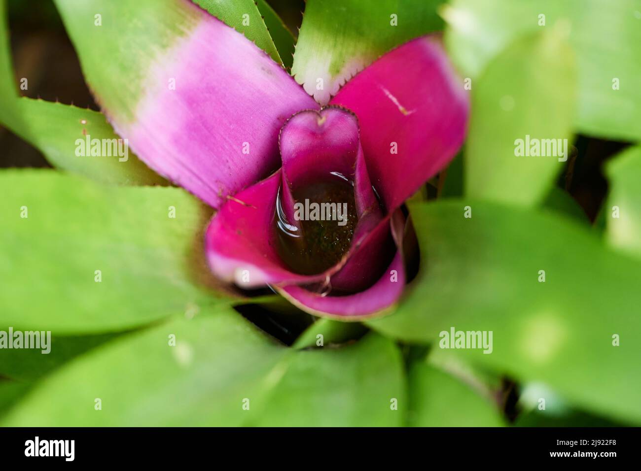 Blushing Bromeliad (Neoregelia carolinae) growing in a greenhouse