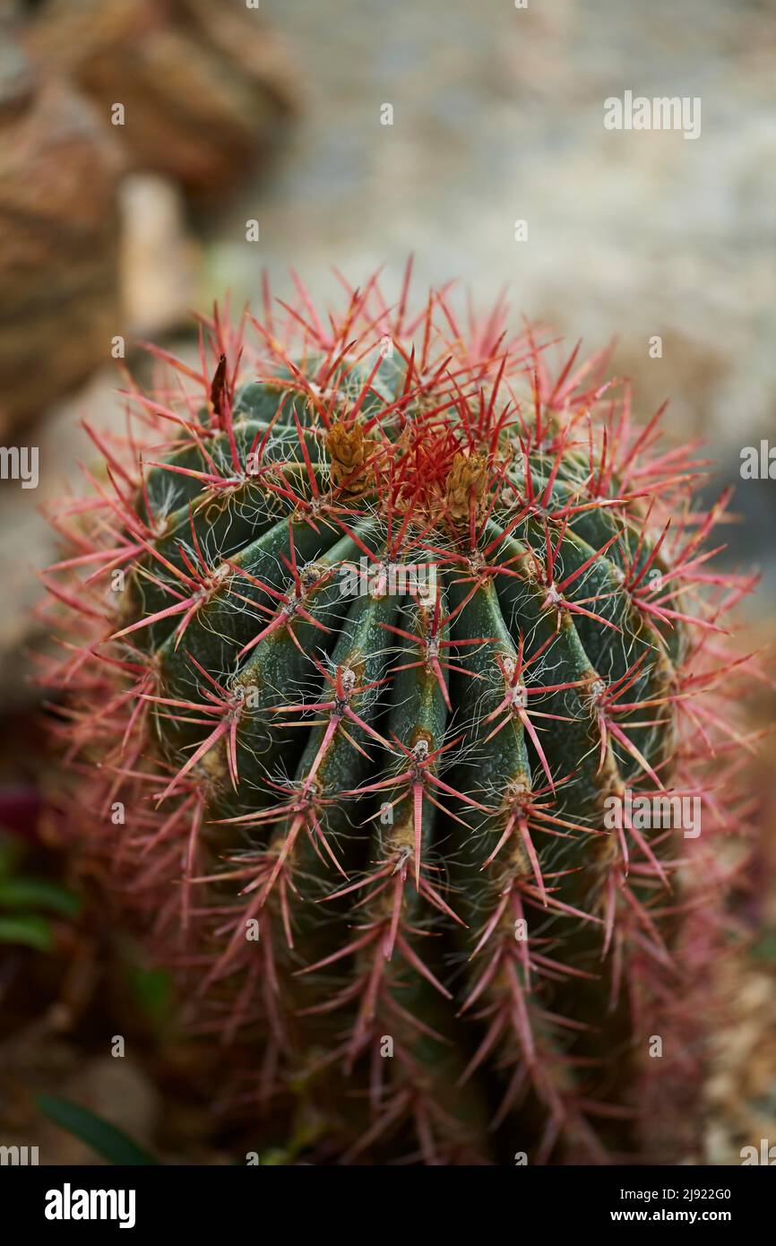 Mexican lime cactus (Ferocactus pilosus) growing in a greenhouse, Germany Stock Photo