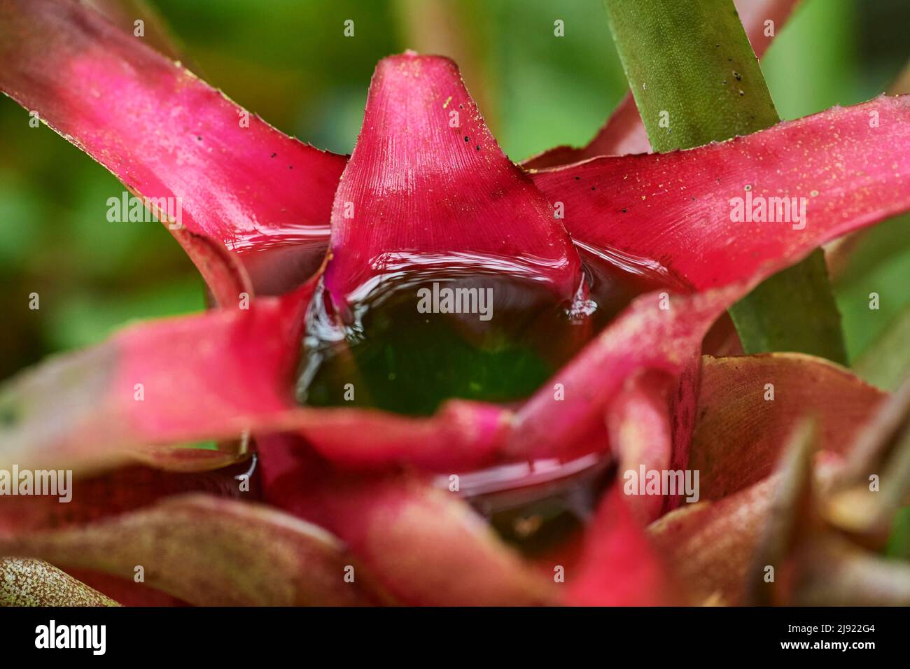 Blushing Bromeliad (Neoregelia carolinae) growing in a greenhouse, Germany Stock Photo