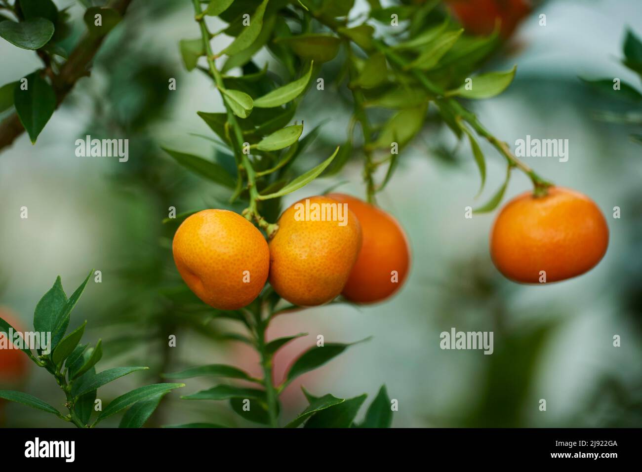 Mandarin orange (Citrus reticulata) friut hanging on a branch in a